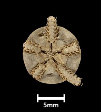 Media type: image;   Invertebrate Zoology OPH-769 Description: Bottom of brittle star with mouth visible.;  Aspect: ventral